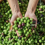 Cómo diferenciar aceitunas de calidad