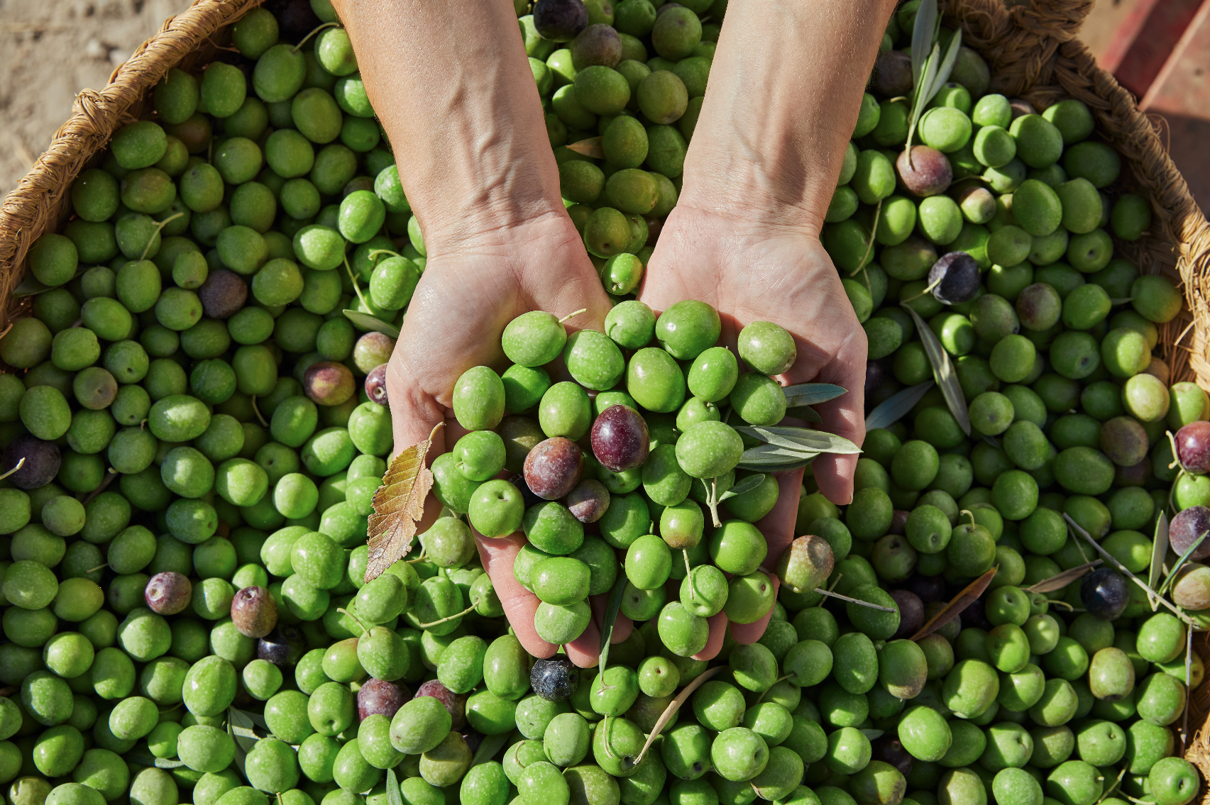 Cómo diferenciar aceitunas de calidad